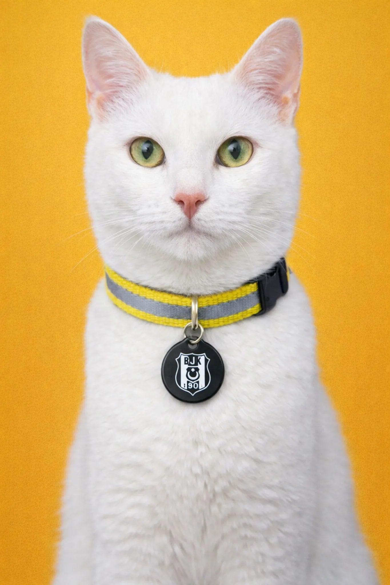 Beşiktaş Katzenhalsband