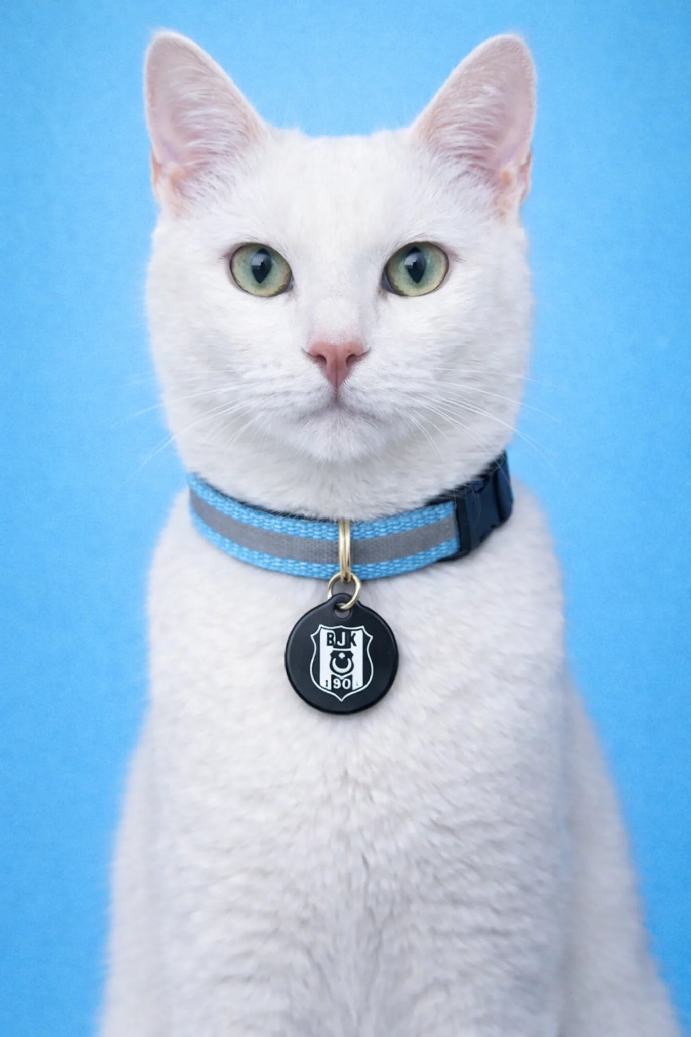 Beşiktaş Katzenhalsband