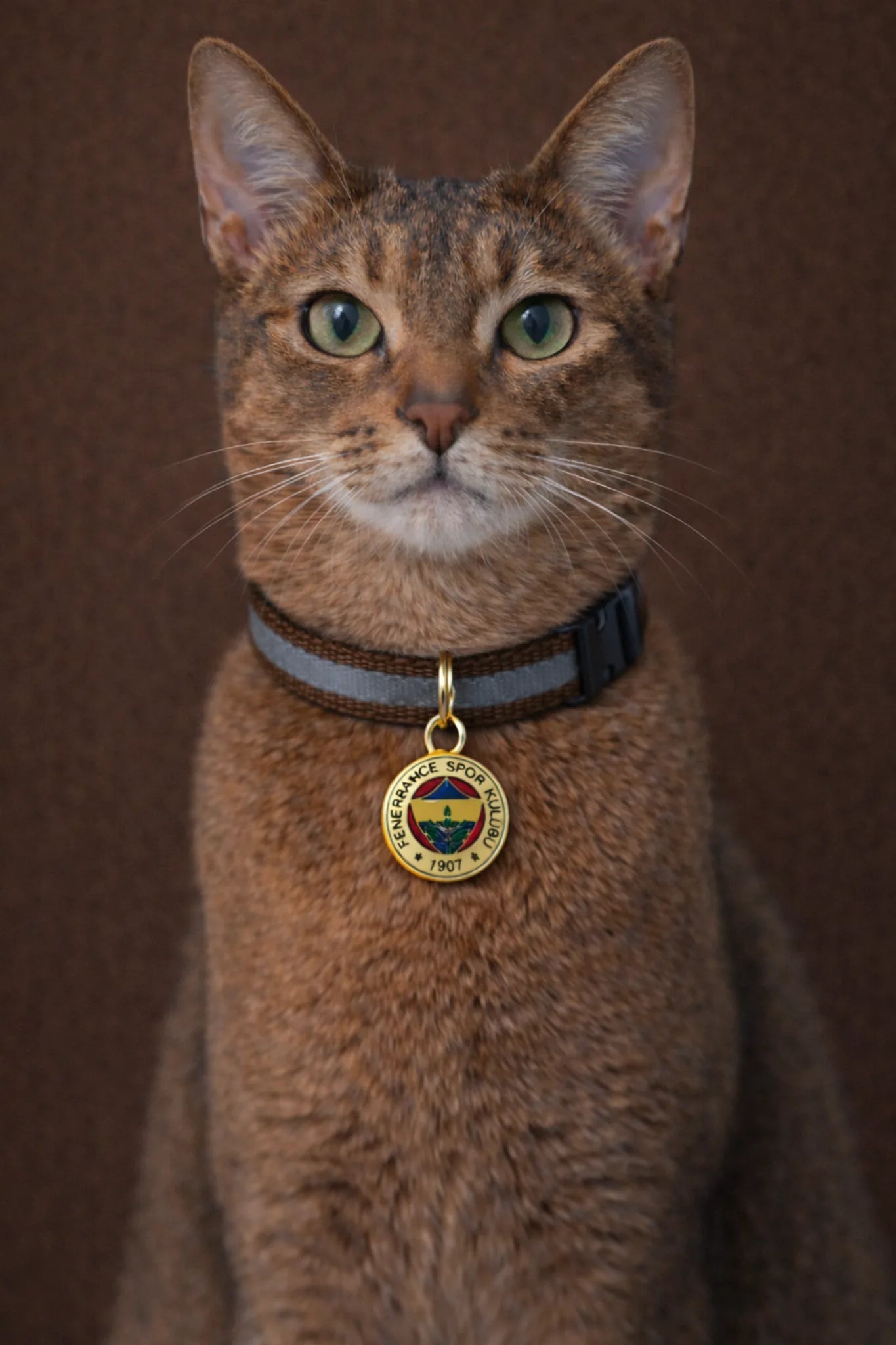 Fenerbahçe Katzenhalsband