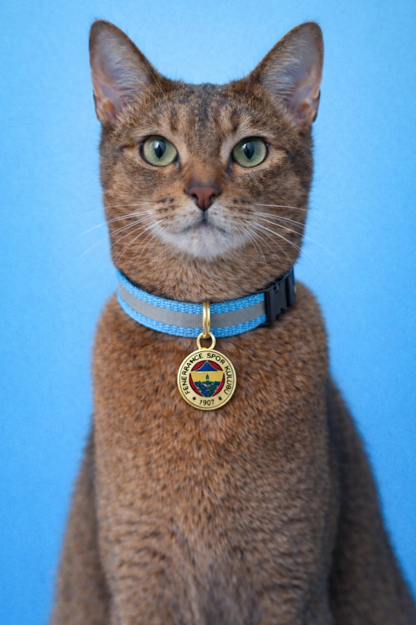 Fenerbahçe Katzenhalsband