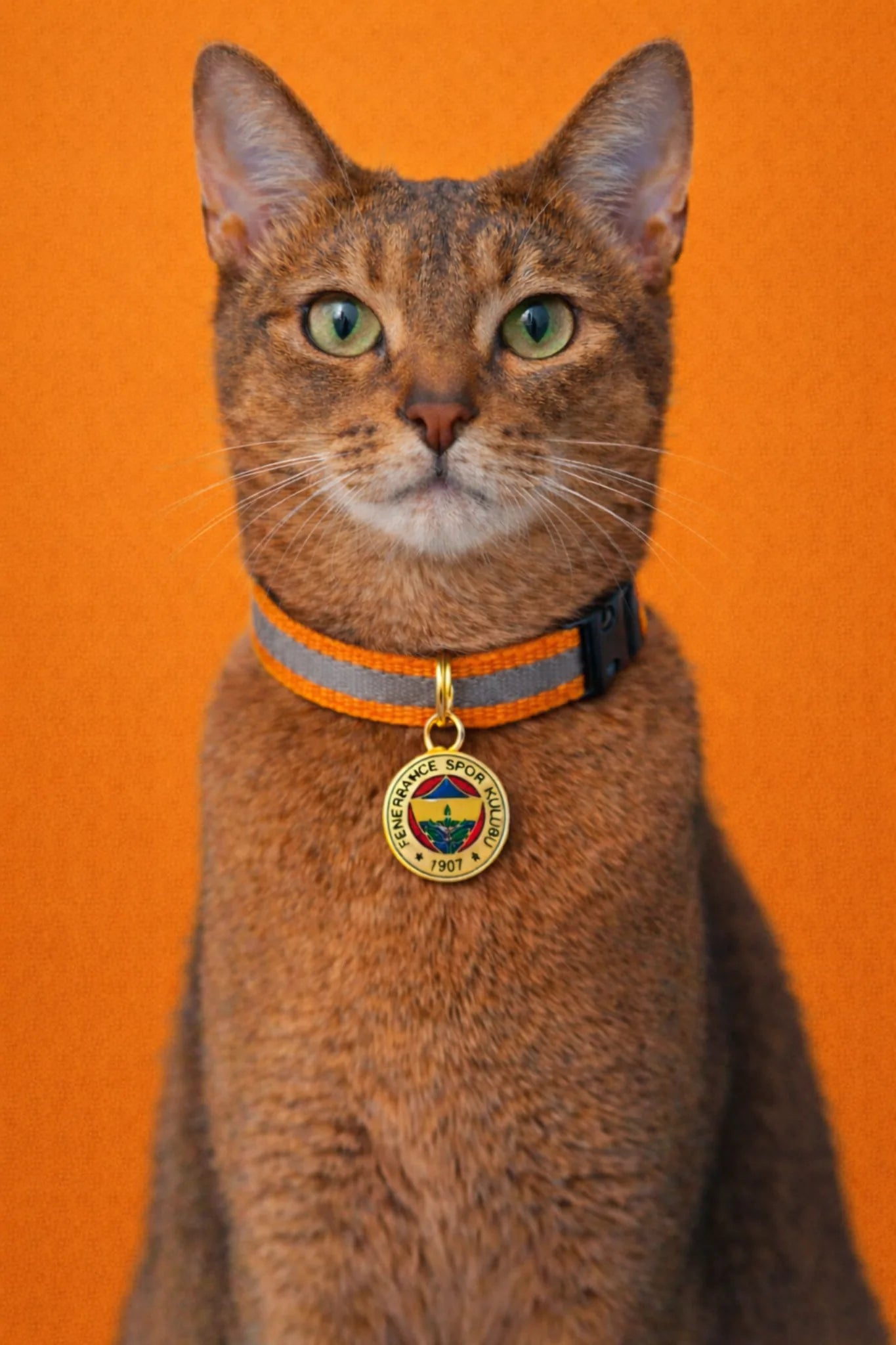 Fenerbahçe Katzenhalsband