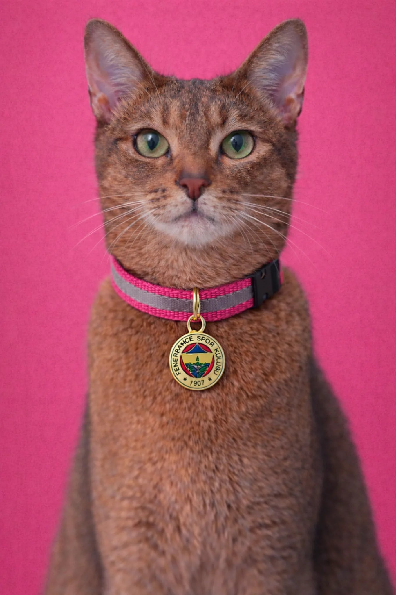 Fenerbahçe Katzenhalsband