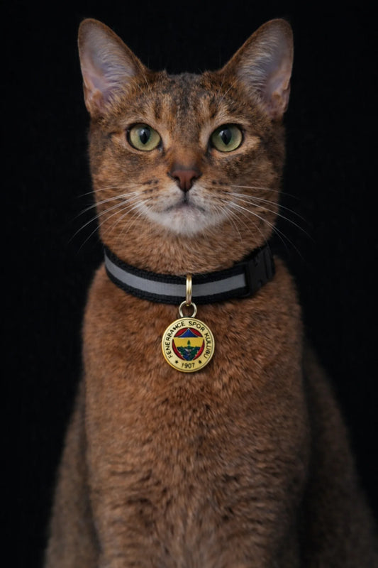 Fenerbahçe cat collar
