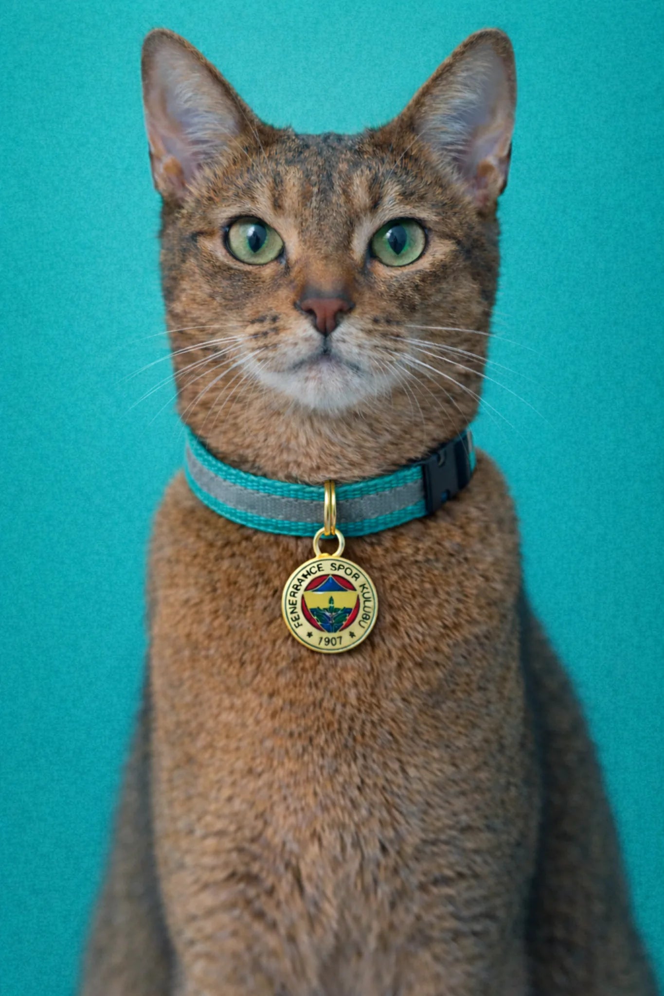 Fenerbahçe Katzenhalsband