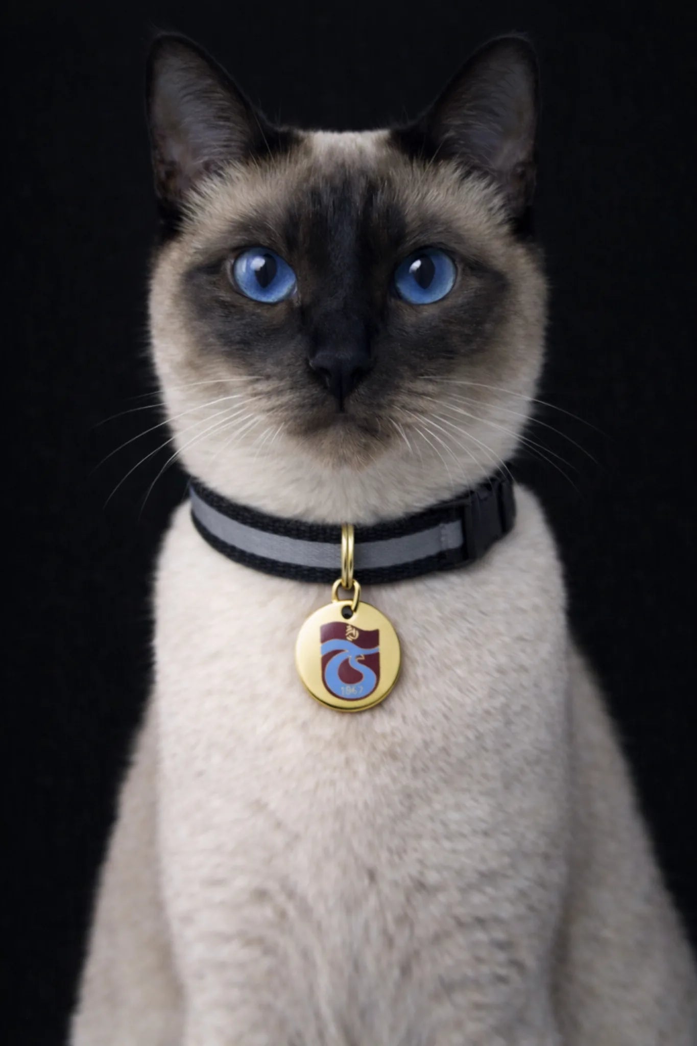 Trabzonspor cat collar